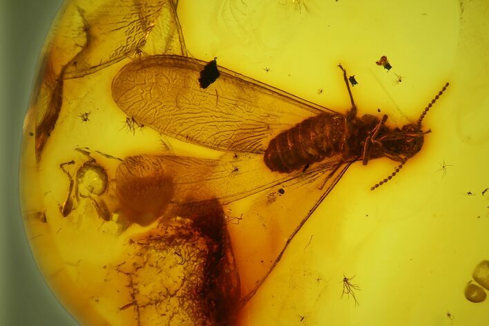 Detailed Fossil Winged Termite (Isoptera) In Baltic Amber #183639